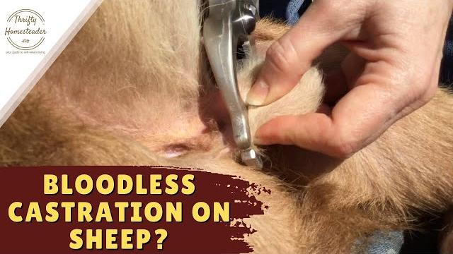 Castrating sheep with a burdizzo and a side crusher Castrating sheep with a burdizzo and a side crusher