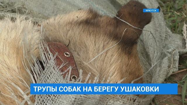 Трупы собак на берегу ушаковки Трупы собак на берегу ушаковки