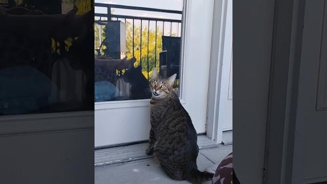 Tango meow #cat Tango meow #cat