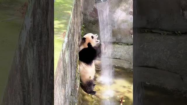 Let’s shake it together. #animals #funny #funnyanimals #panda #pandalive #petlover #usa #pubg #pets Let’s shake it together. #animals #funny #funnyanimals #panda #pandalive #petlover #usa #pubg #pets