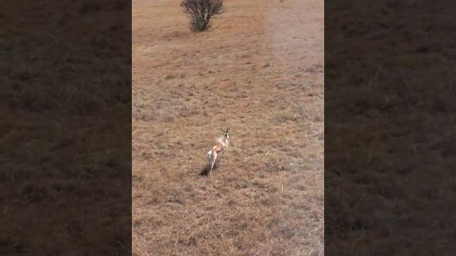 Springbok kill shot #short Springbok kill shot #short