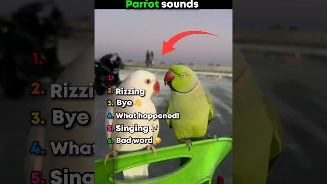 Ranking the funniest parrot sounds #ranking #funny #parrot Ranking the funniest parrot sounds #ranking #funny #parrot