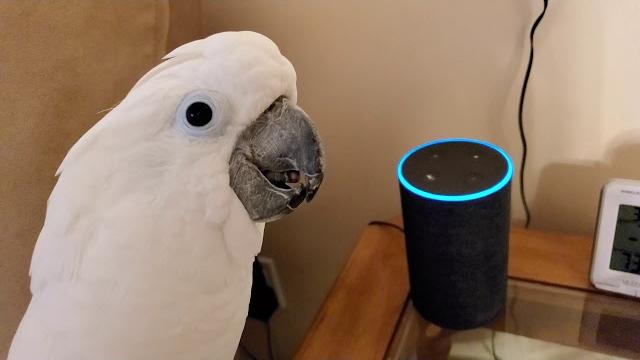 Cockatoo attempts to order farts off of alexa Cockatoo attempts to order farts off of alexa