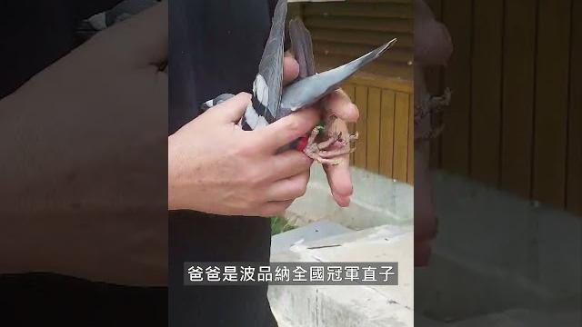 【歐洲入賞鴿】2024 kbdb超長距離一歲鴿王全國7位【克里斯蒂安】b23-2064675 露比冠軍 【歐洲入賞鴿】2024 kbdb超長距離一歲鴿王全國7位【克里斯蒂安】b23-2064675 露比冠軍