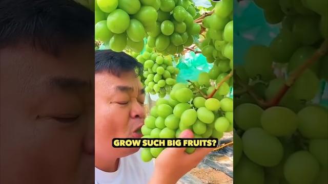 Part 1 #fruits #love #chinese #amazing #mango #season #support #sugar #food #vlog #part #eating Part 1 #fruits #love #chinese #amazing #mango #season #support #sugar #food #vlog #part #eating