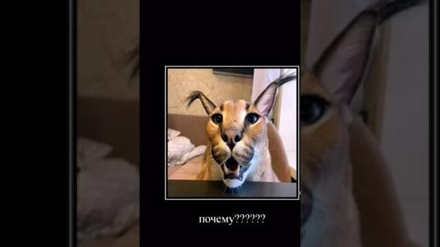 #мем #мемы #шлепа #приколы #арабы #мем #мемы #шлепа #приколы #арабы