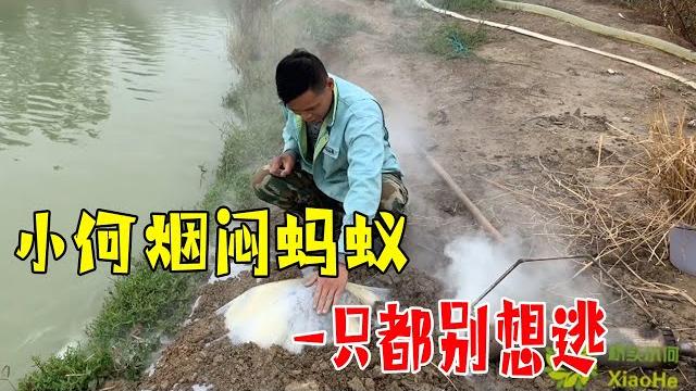 小何烟闷蚂蚁,地膜一盖整窝发热,一只都逃不掉,都给我消灭吧【桥头小何】 小何烟闷蚂蚁,地膜一盖整窝发热,一只都逃不掉,都给我消灭吧【桥头小何】