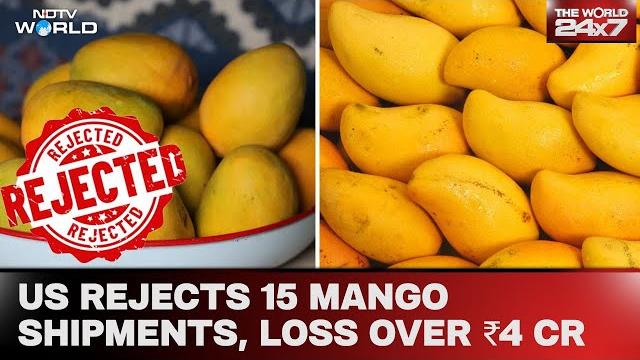 Mangoes from india to us | us junks 15 shipments of mangoes from india, exporters lose over ₹4 crore Mangoes from india to us | us junks 15 shipments of mangoes from india, exporters lose over ₹4 crore