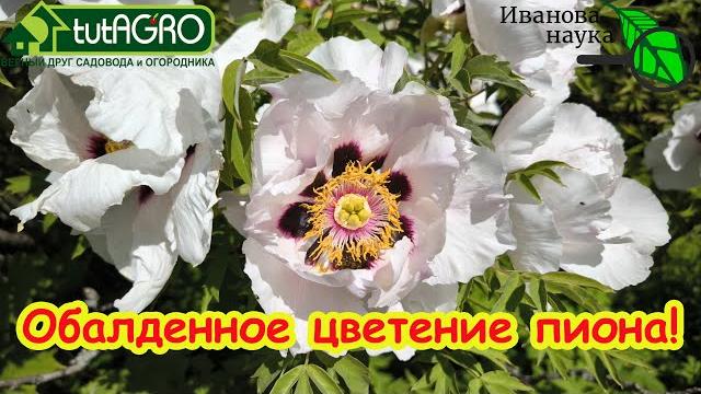 Никогда не делайте это с пионами, а то не будут цвести. три простых правила ухода за пионами. Никогда не делайте это с пионами, а то не будут цвести. три простых правила ухода за пионами.