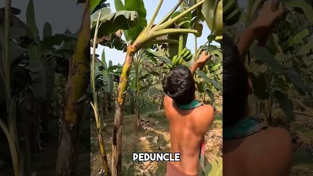 The banana harvesting process The banana harvesting process
