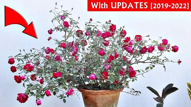 See how i get tons of flowers on desi rose plant See how i get tons of flowers on desi rose plant