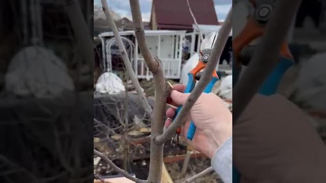Как обрезать груши весной #обрезка #сад #груша Как обрезать груши весной #обрезка #сад #груша