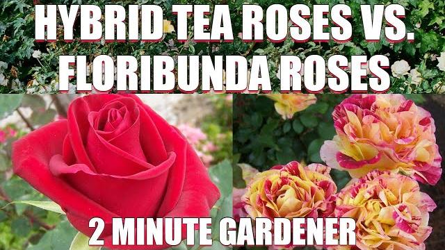 Hybrid tea roses vs floribunda roses Hybrid tea roses vs floribunda roses