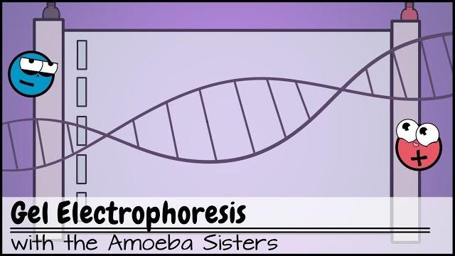 Gel electrophoresis Gel electrophoresis