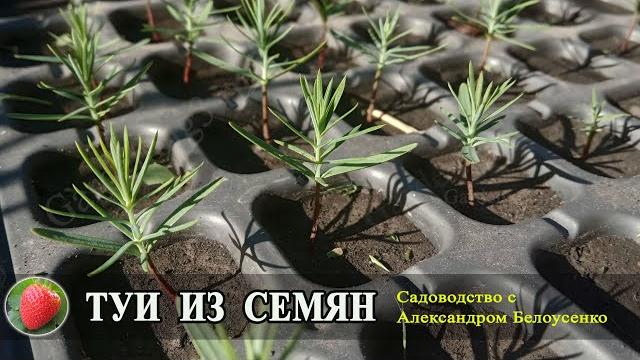 Выращивание туи из семян как размножить туи Выращивание туи из семян как размножить туи