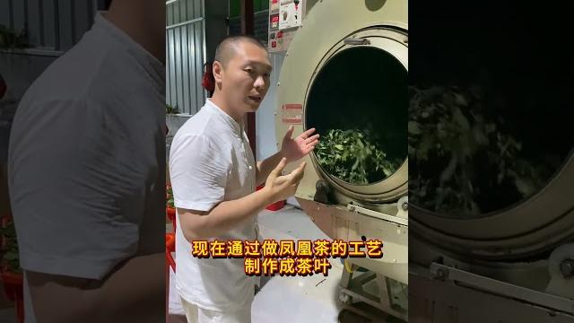 青草的力量值得一试 潮汕青草 青草文化 溪黄茶 青草的力量值得一试 潮汕青草 青草文化 溪黄茶