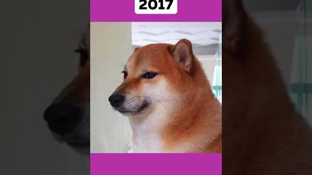 Герои мемов тогда и сейчас #shibainu & #politecat #мемы #героимемов #ностальгия #подпишись #shorts Герои мемов тогда и сейчас #shibainu & #politecat #мемы #героимемов #ностальгия #подпишись #shorts
