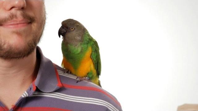 How to potty train your parrot | parrot training How to potty train your parrot | parrot training