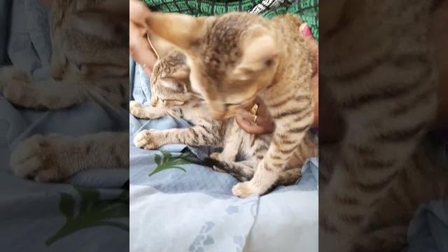 Cute pussy cat || #pussycat #cutecate #cat #catlover #catlovers #ytshorts #shorts #shortsfeed Cute pussy cat || #pussycat #cutecate #cat #catlover #catlovers #ytshorts #shorts #shortsfeed