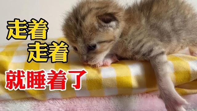 捡猫第14天|小奶猫走着走着就睡着了 捡猫第14天|小奶猫走着走着就睡着了