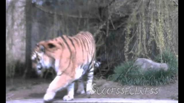 Big cats -- zooboise Big cats -- zooboise