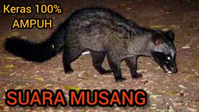 Suara musang || cocok untuk pikat Suara musang || cocok untuk pikat
