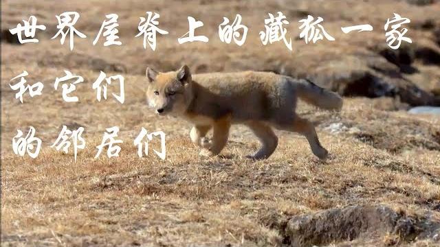 世界屋脊上的藏狐一家和它们的邻居们 世界屋脊上的藏狐一家和它们的邻居们