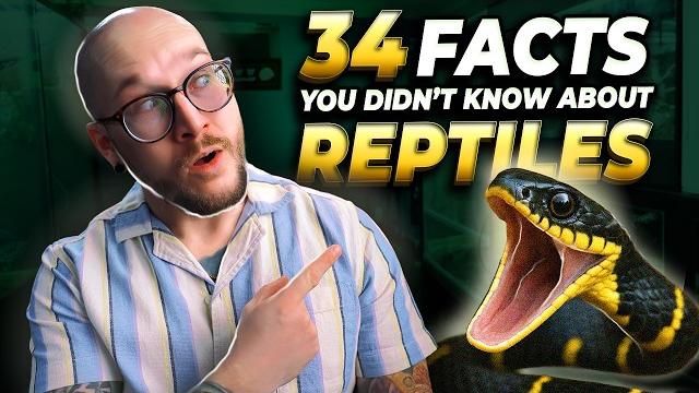 34 new reptile facts 34 new reptile facts