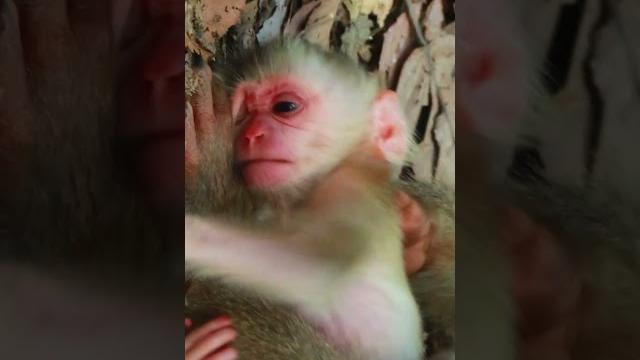 Baby new born jacee #animals #monkey Baby new born jacee #animals #monkey