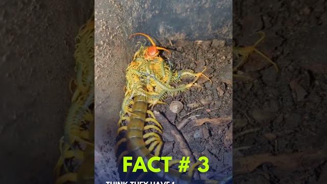 Centipede facts that will creep you out! Centipede facts that will creep you out!