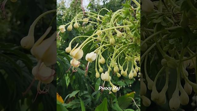 Turk's turban clerodendrum indicum #flowers #garden #tropicalplants #tropical #plants #plantlovers Turk's turban clerodendrum indicum #flowers #garden #tropicalplants #tropical #plants #plantlovers