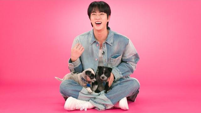 Jin: the puppy interview Jin: the puppy interview
