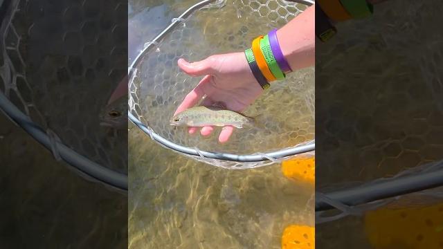 Native trout in the bay area?!#trout#creekfishing#trend#viral#fyp#fishing#lure#bait#explore#shorts Native trout in the bay area?!#trout#creekfishing#trend#viral#fyp#fishing#lure#bait#explore#shorts