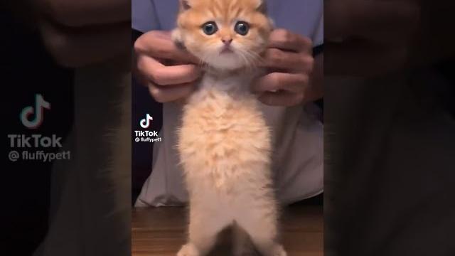 Gato dançando Gato dançando