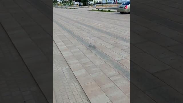 В тутаеве оригинально выглядит проезжая часть для автомобилей #тутаев #ярославль #туризм #дорога В тутаеве оригинально выглядит проезжая часть для автомобилей #тутаев #ярославль #туризм #дорога