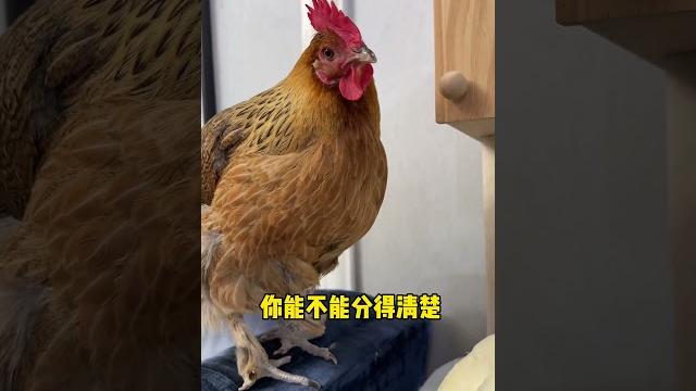 【#毛桃桃大眼袋】鸭:骂我可以,动手请打我旁边那个#铲屎官的日常 【#毛桃桃大眼袋】鸭:骂我可以,动手请打我旁边那个#铲屎官的日常