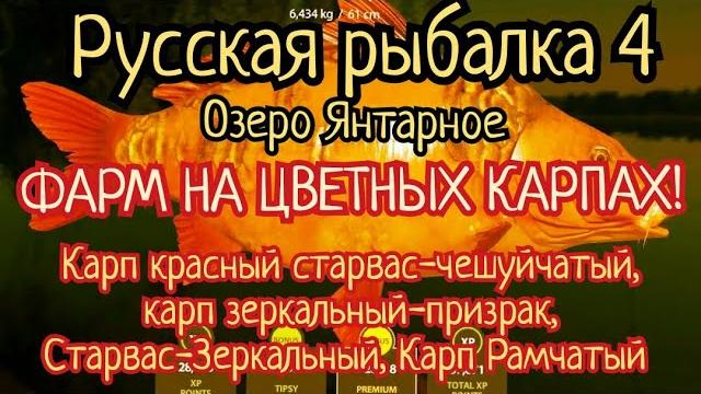 Рр4.озеро янтарное. фарм на цветных карпах. старвас красный-чешуйчатый, зеркальный-призрак, рамчатый Рр4.озеро янтарное. фарм на цветных карпах. старвас красный-чешуйчатый, зеркальный-призрак, рамчатый