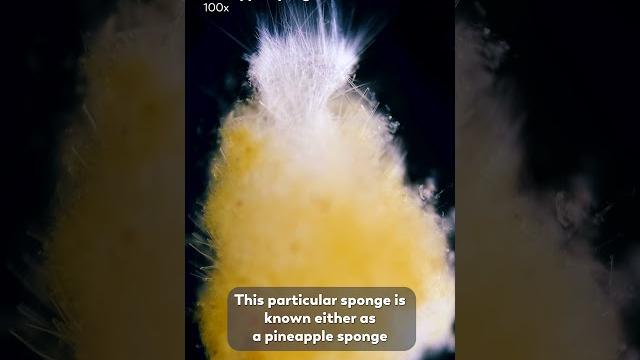 Hitchhiking sponges that look like pineapples Hitchhiking sponges that look like pineapples