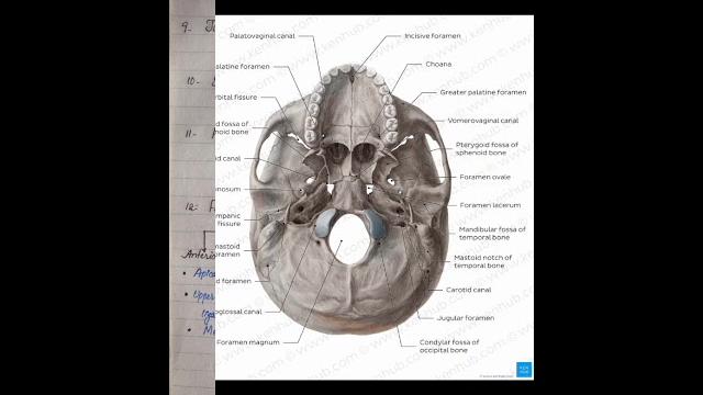 Norma basalis(inferior)skull anatomy handwritten notes #skullanatomy #skull #skullbone#anatomy#viral Norma basalis(inferior)skull anatomy handwritten notes #skullanatomy #skull #skullbone#anatomy#viral