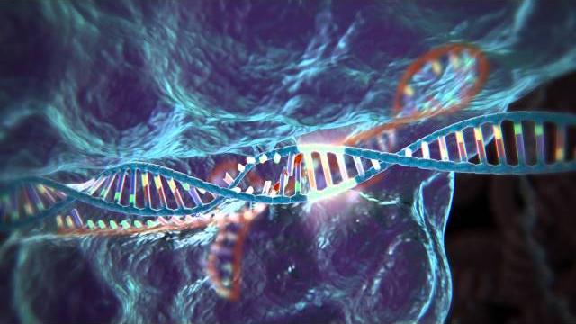 Genome editing with crispr-cas9 Genome editing with crispr-cas9