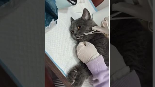 Cat reaction after anaesthesia. Cat reaction after anaesthesia.