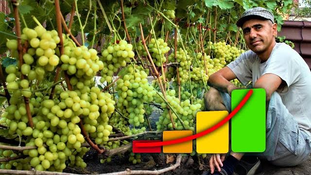 How to increase the yield of grapes How to increase the yield of grapes