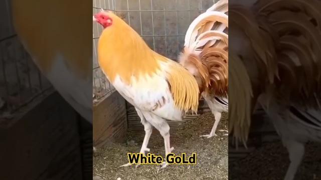 White gold bacolod #shortvideo White gold bacolod #shortvideo