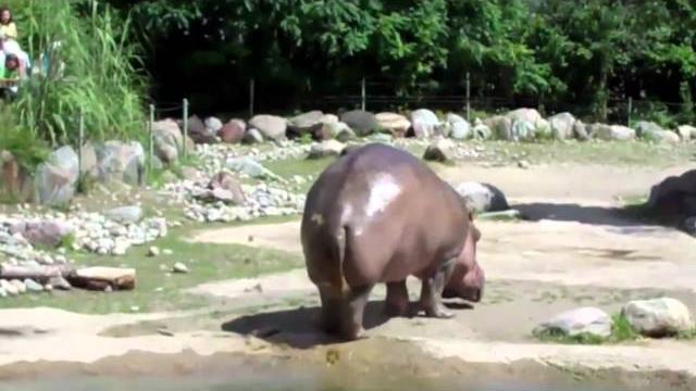 World's biggest fart - the hippo World's biggest fart - the hippo