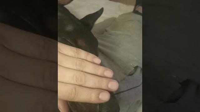 Доберман дома всё спокойно. Доберман дома всё спокойно.