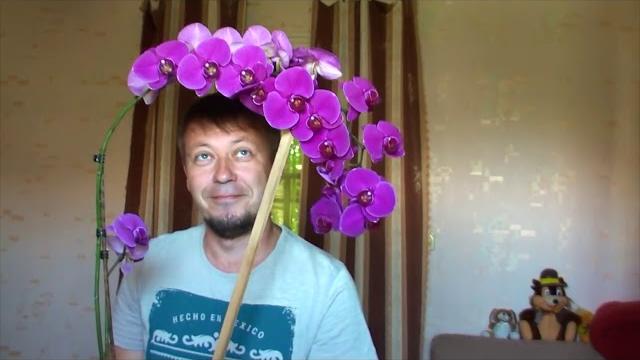 Георгий горячевский - канал про орхидеи Георгий горячевский - канал про орхидеи