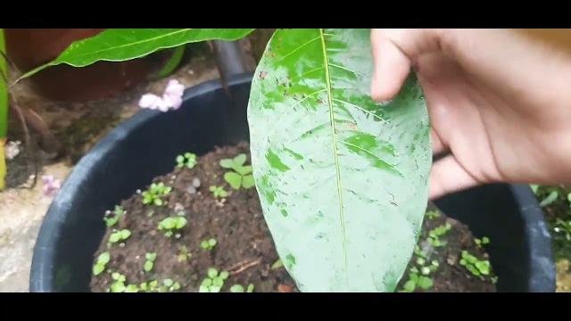 Mango tree 1 month transplant update Mango tree 1 month transplant update