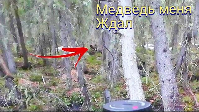 Охота на раненого медведя в одиночку / зверь меня ждал на лёжке в густом лесу / подошёл на 15 метров Охота на раненого медведя в одиночку / зверь меня ждал на лёжке в густом лесу / подошёл на 15 метров