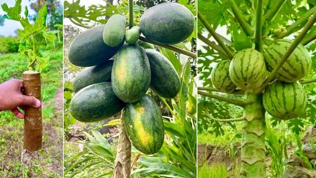 New methods: reproduction papaya tree in watermelon fruit to get fast fruit | grafting papaya tree New methods: reproduction papaya tree in watermelon fruit to get fast fruit | grafting papaya tree