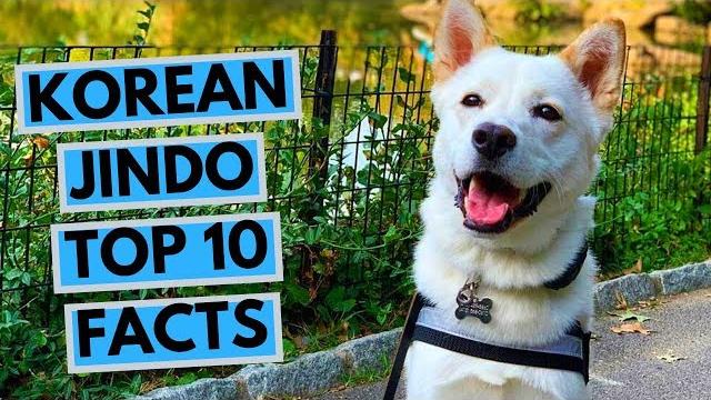 Korean jindo - top 10 interesting facts Korean jindo - top 10 interesting facts